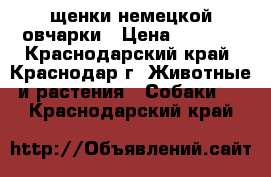 щенки немецкой овчарки › Цена ­ 5 000 - Краснодарский край, Краснодар г. Животные и растения » Собаки   . Краснодарский край